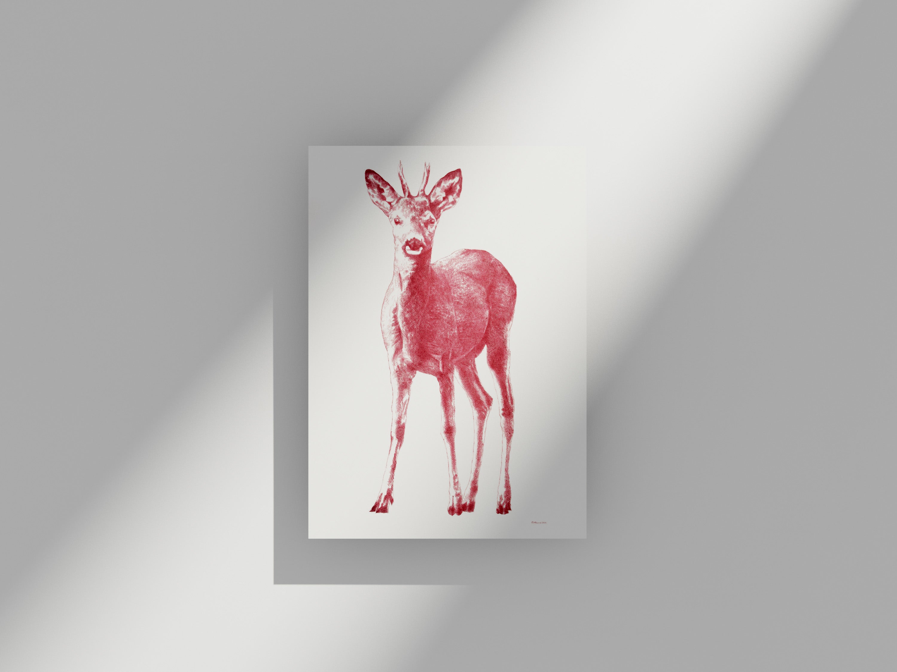 Carte Postale Chevreuil