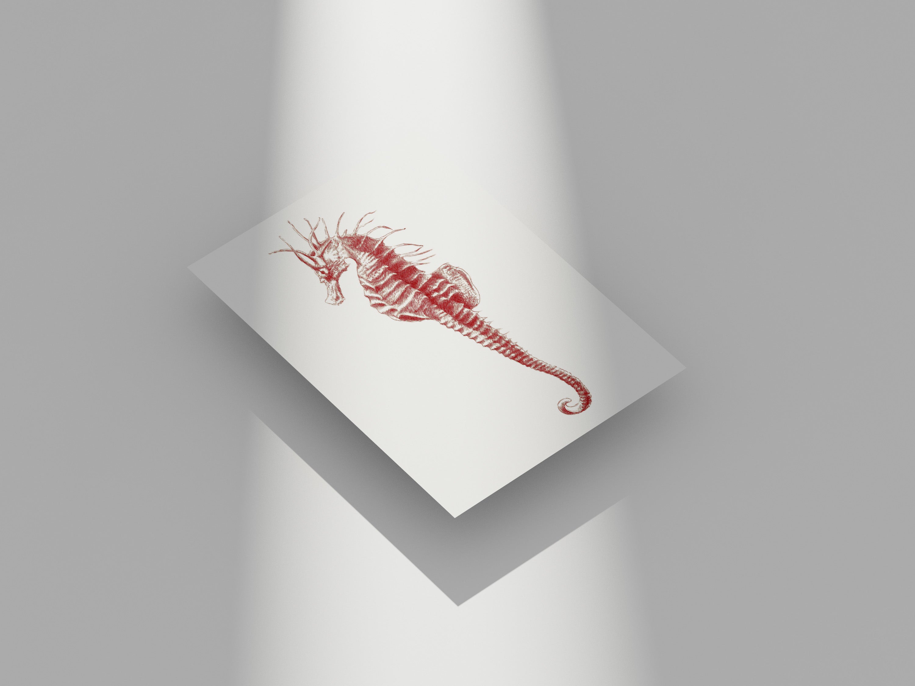 Carte Postale Hippocampe