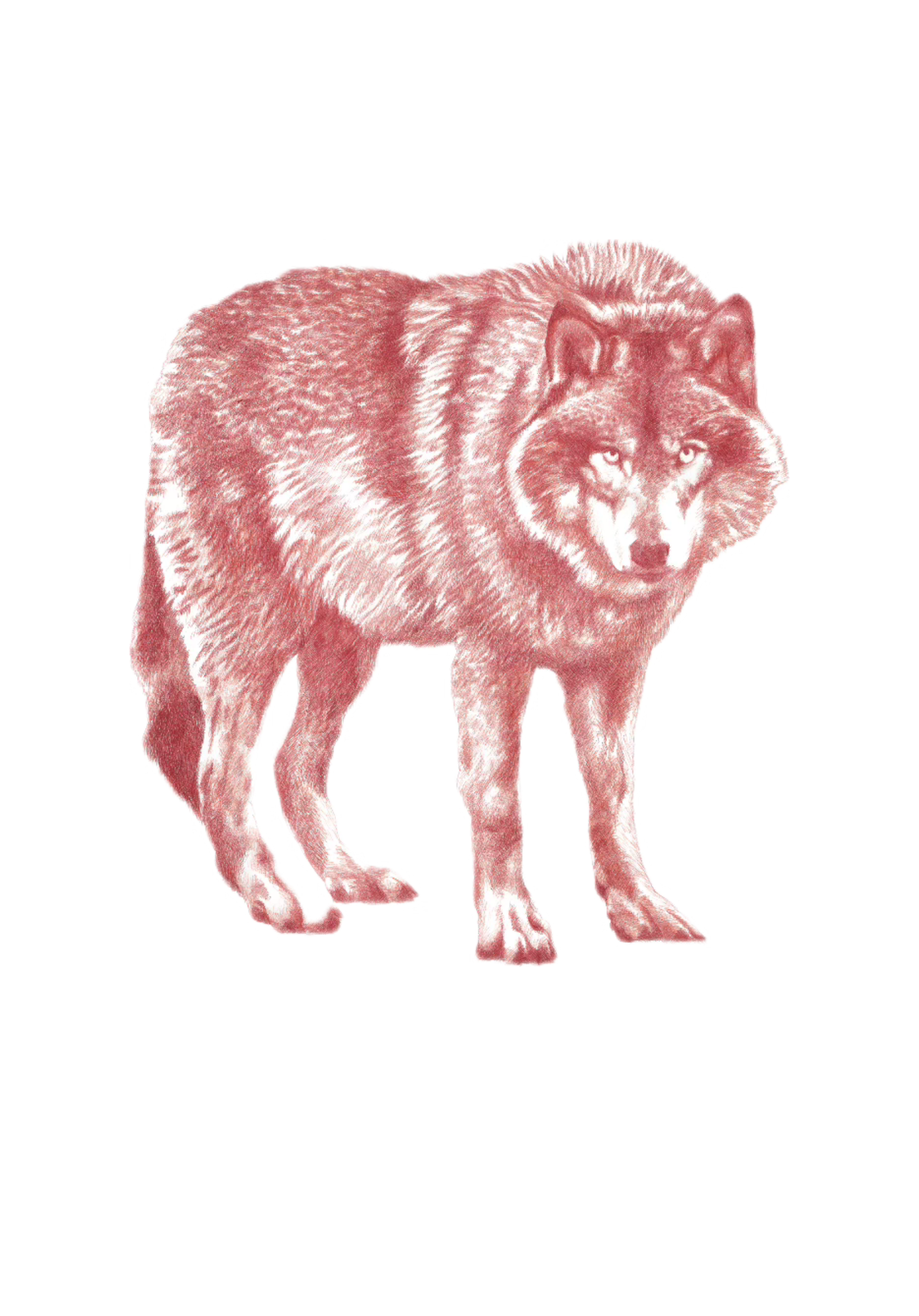Cat Blancard