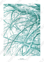 Affiche Terraliben milieu