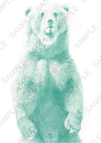 Affiche Ours