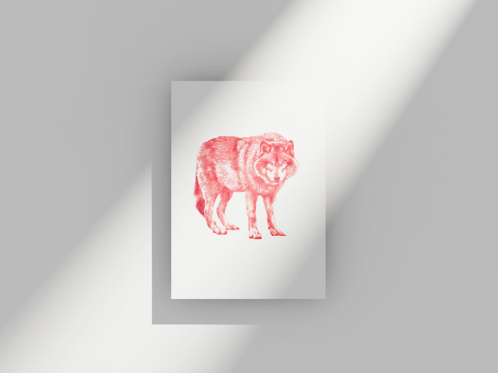 Carte postale Loup