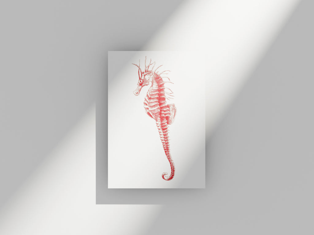 Carte Postale Hippocampe