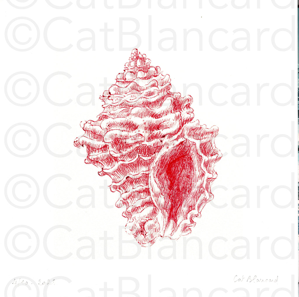 Impression Fine Art "coquillage" n°2/10
