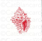 Impression Fine Art "coquillage" n°2/10