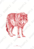 Affiche Loup