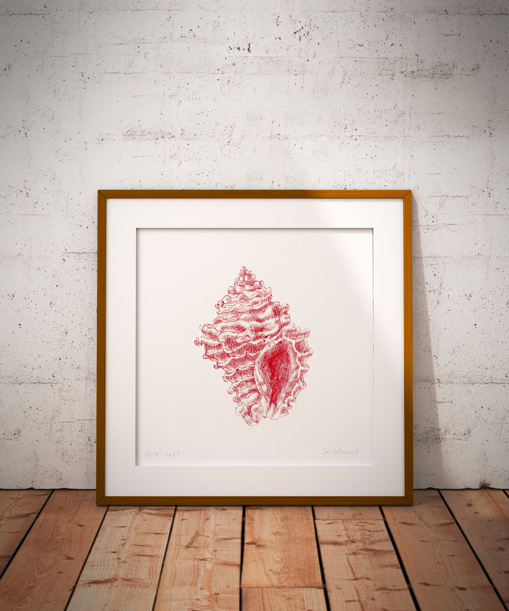 Impression Fine Art "coquillage" n°2/10