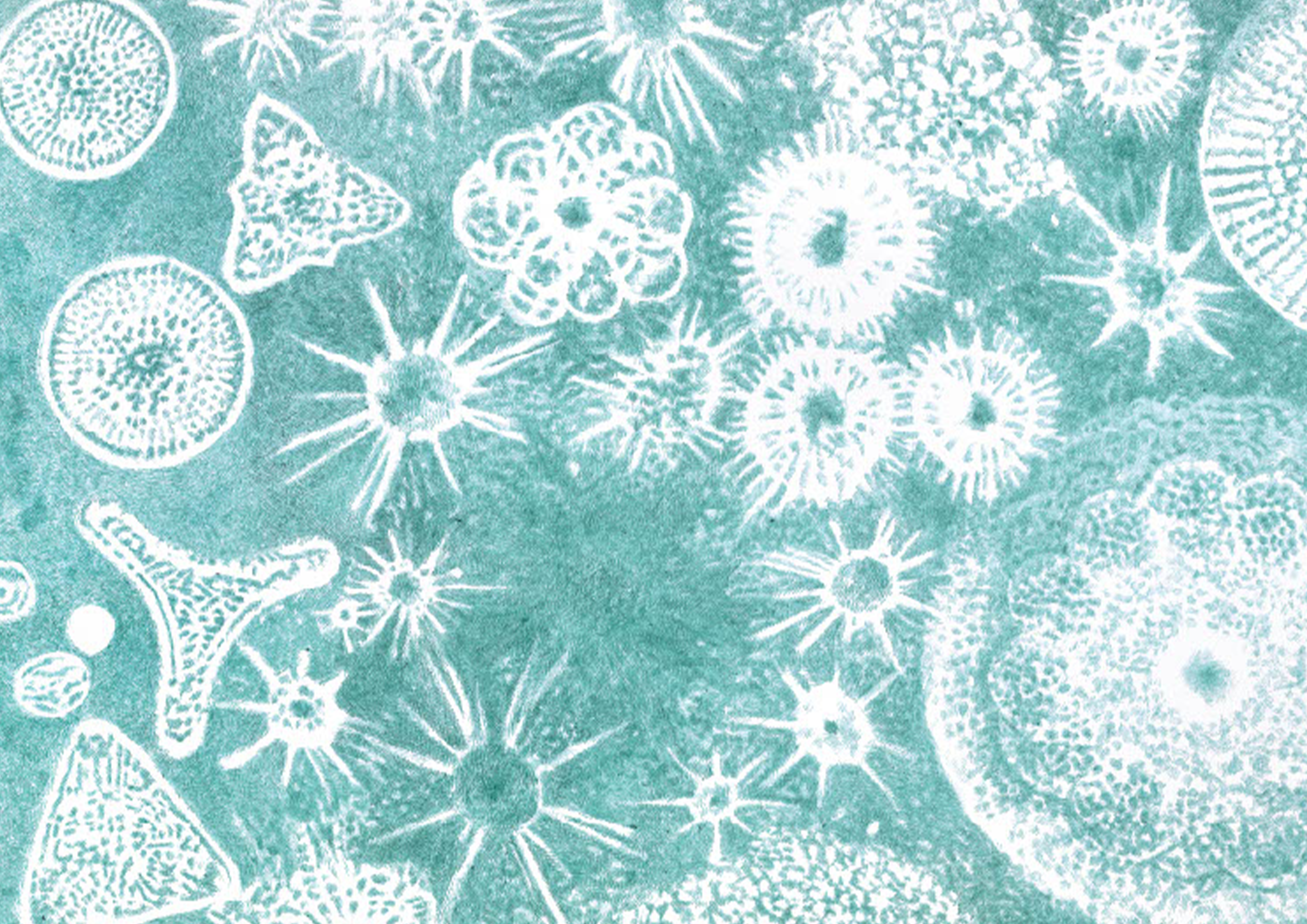 Affiche Plancton Céleste