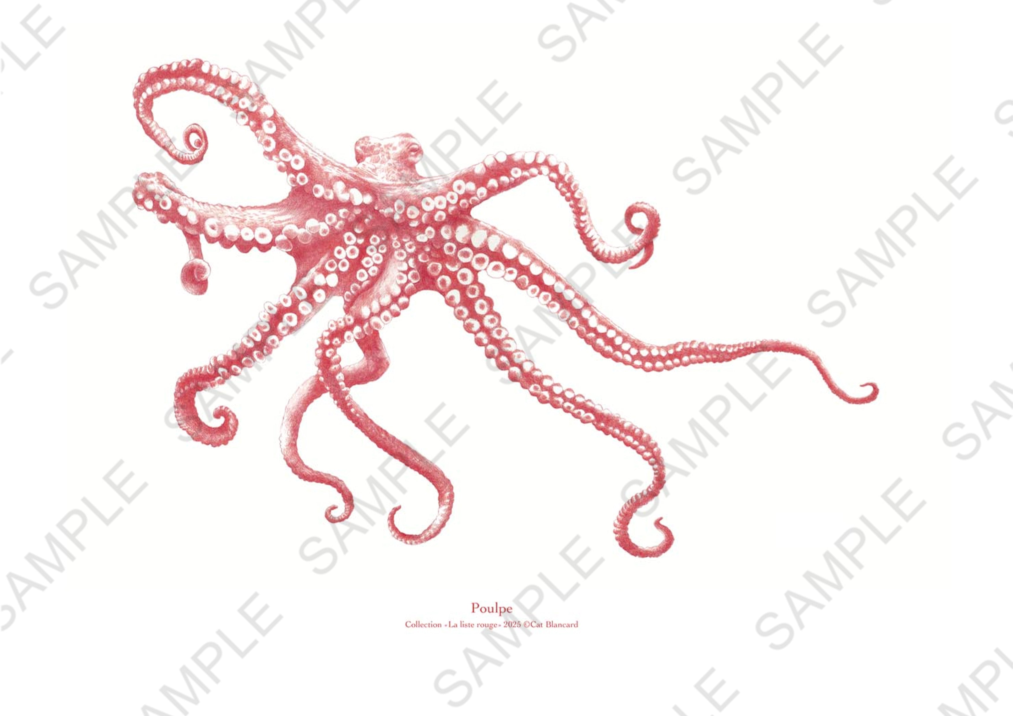Affiche Poulpe